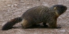 Marmotte de Grand Teton NP